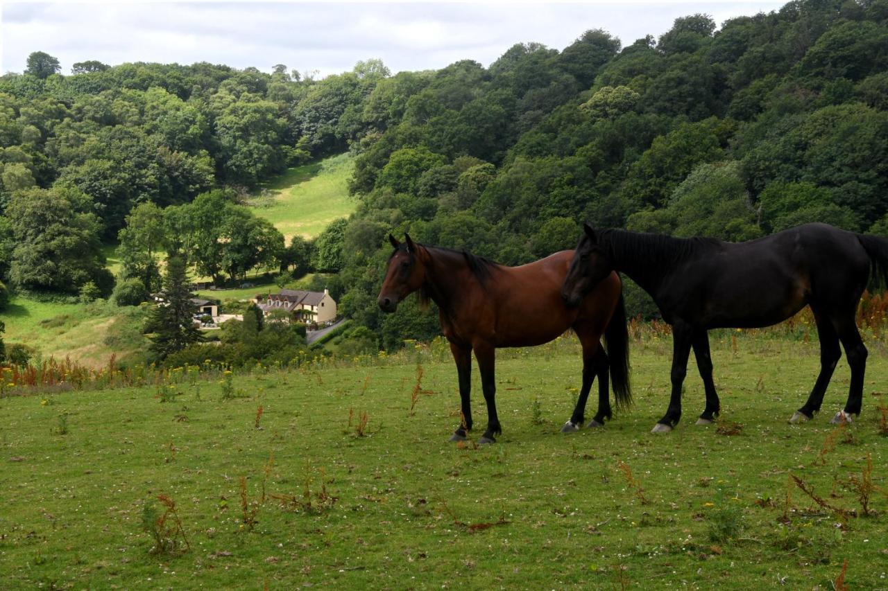 Ty Twt - Complete Holiday Home Llandysul Exterior foto